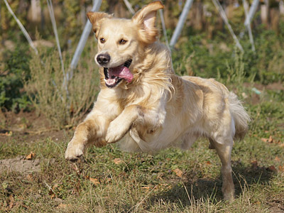 Ein glücklicher Golden Retriever, der im Freien springt.